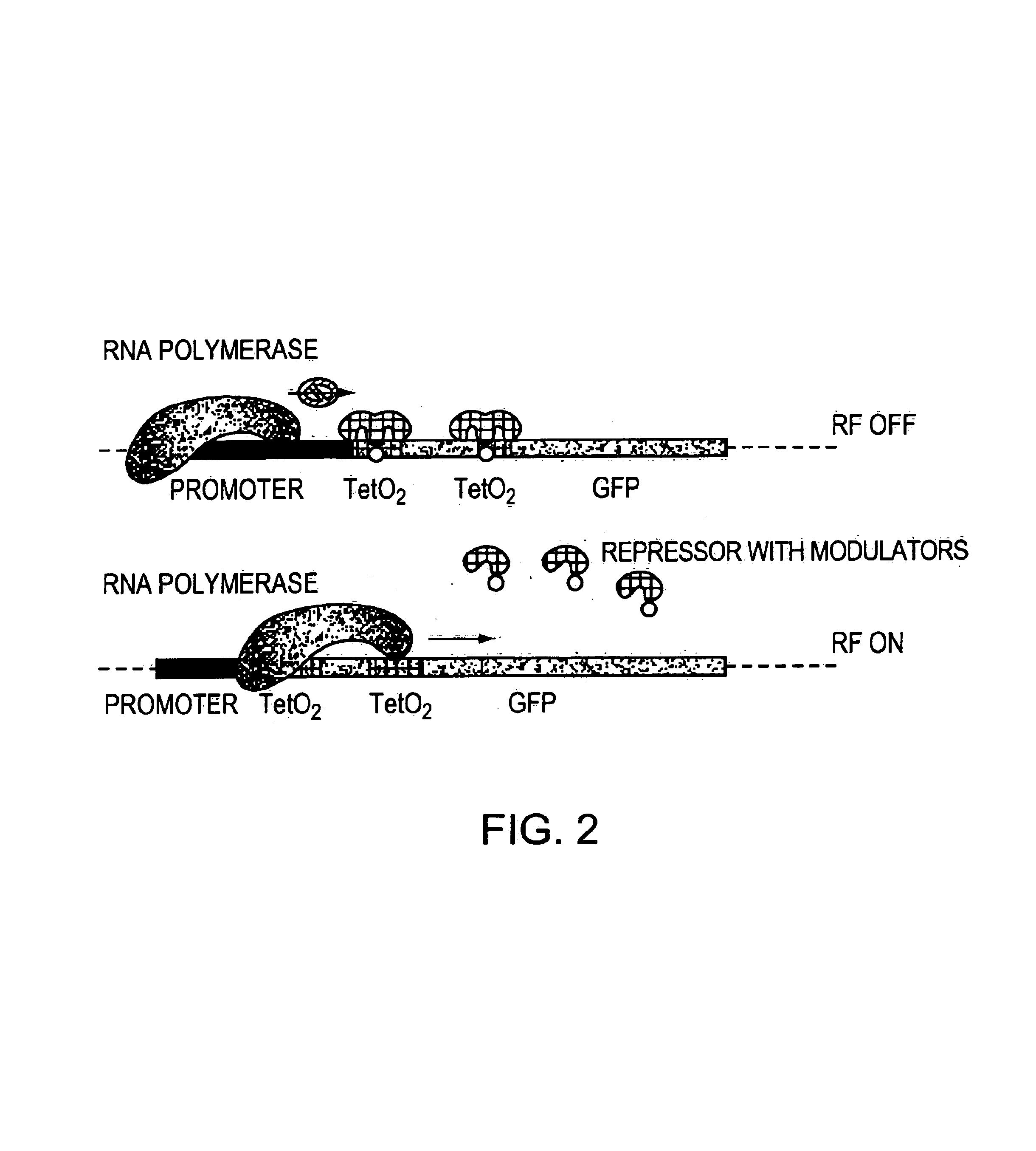 Direct, externally imposed control of polypeptides