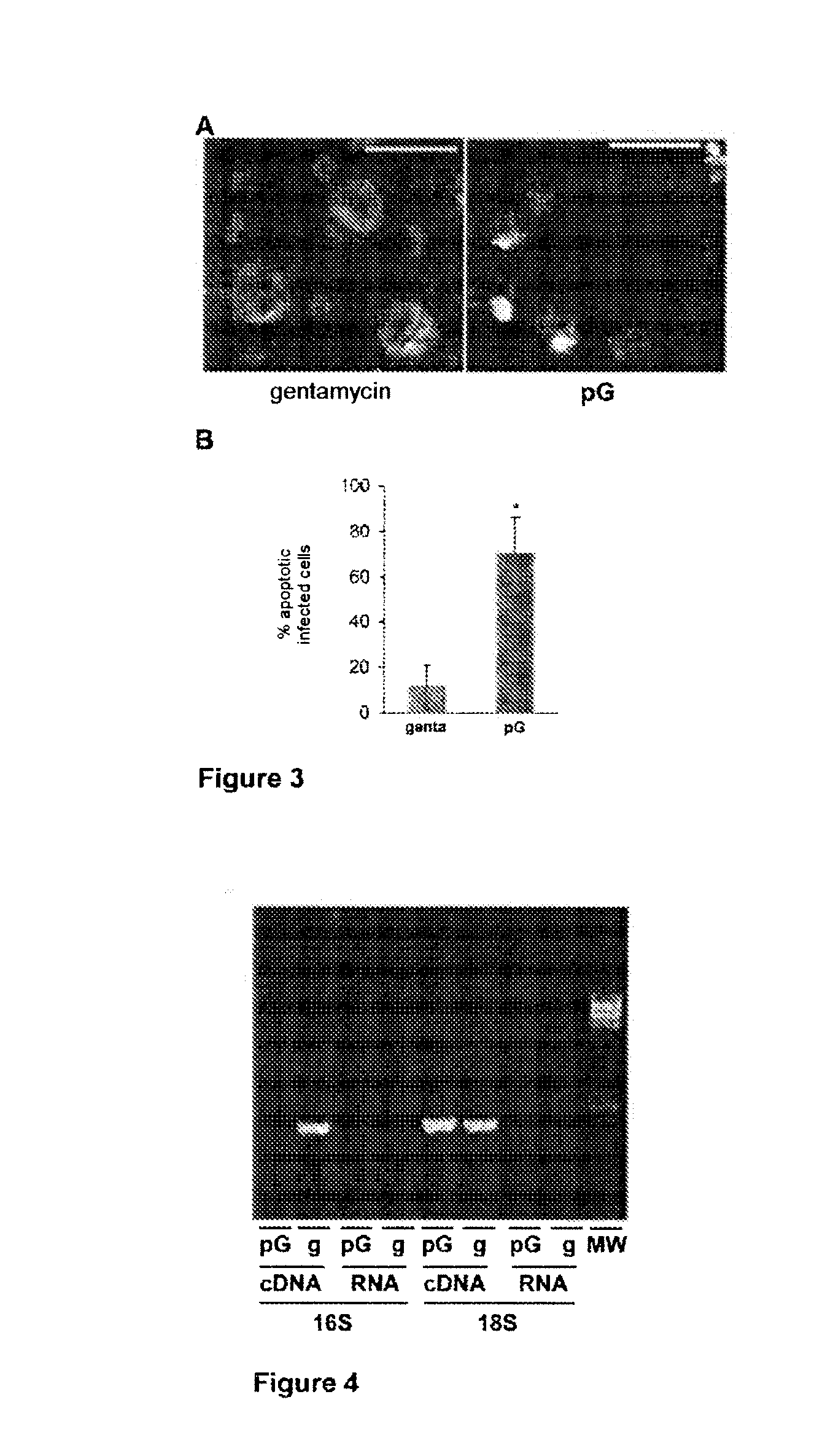 Treatment of chlamydiaceae infections by means of beta-lactams