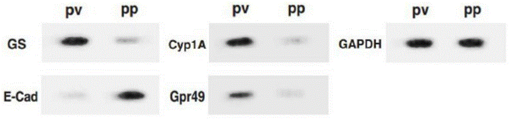 Separation method and application of hepatic cells peripheral to pig portal veins or hepatic cells peripheral to hepatic veins