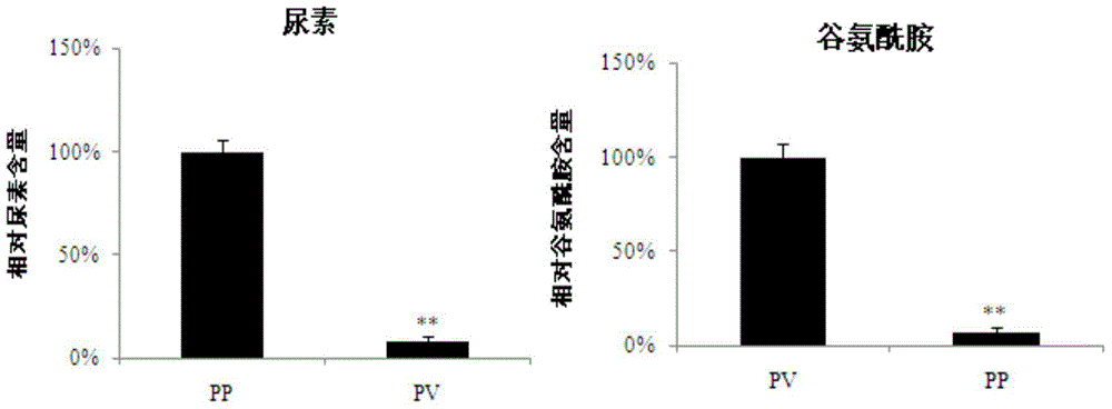 Separation method and application of hepatic cells peripheral to pig portal veins or hepatic cells peripheral to hepatic veins