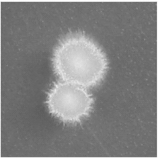 Wine saccharomycopsis vini and application of wine saccharomycopsis to production of monoterpene