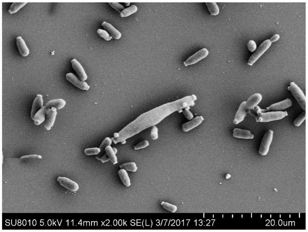 Wine saccharomycopsis vini and application of wine saccharomycopsis to production of monoterpene