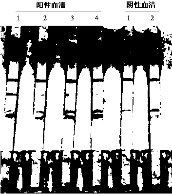 Discrimination and detection test strip for bovine viral diarrhoea virus and preparation method thereof