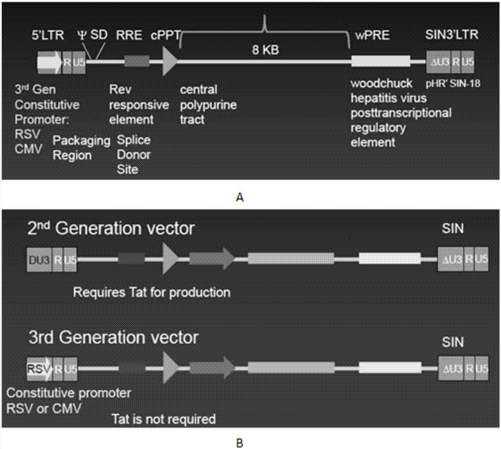 OCTS (One CAR (Chimeric Antigen Receptor) with two ScFvs (Single-chain variable Fragments)) technique based CAR-T (Chimeric Antigen Receptor-T cell immunotherapy) therapeutic vector for glioblastoma and construction method and application thereof