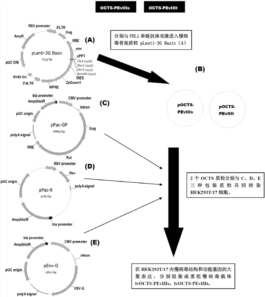 OCTS (One CAR (Chimeric Antigen Receptor) with two ScFvs (Single-chain variable Fragments)) technique based CAR-T (Chimeric Antigen Receptor-T cell immunotherapy) therapeutic vector for glioblastoma and construction method and application thereof