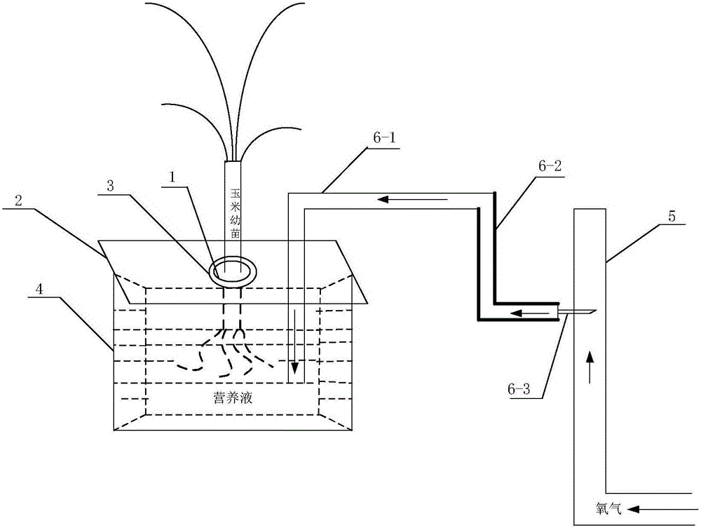 Hydroponic system for high-throughput maize roots