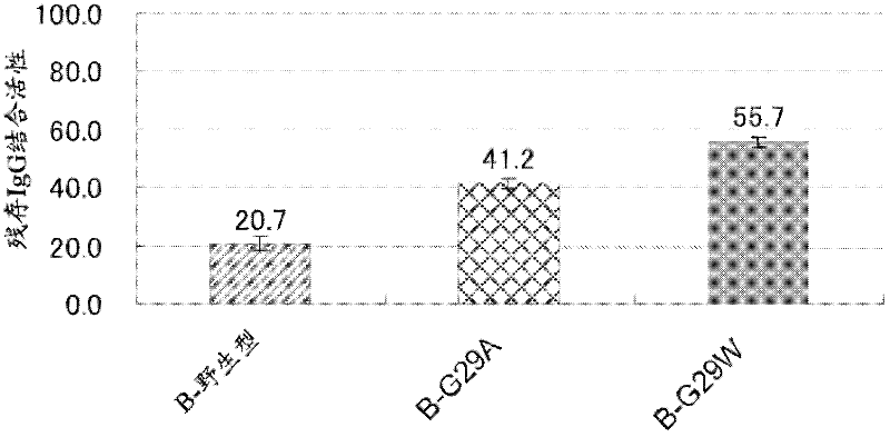 Protein having affinity for immunoglobulin, and immunoglobulin-binding affinity ligand