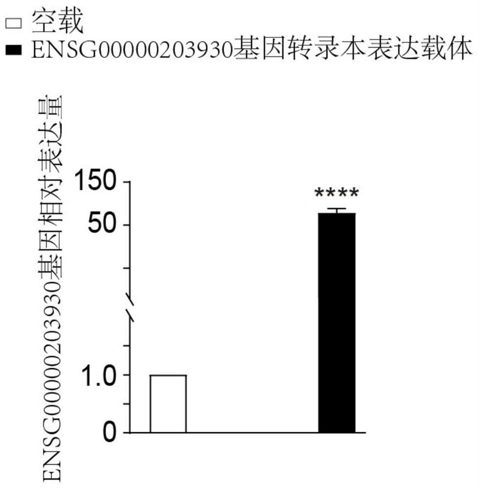 Antisense oligonucleotide targeting ENSG00000203930 gene and application of antisense oligonucleotide