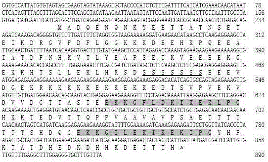 Dehydrated protein gene for medicago ruthenica (L.) and application thereof