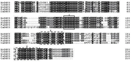 Dehydrated protein gene for medicago ruthenica (L.) and application thereof