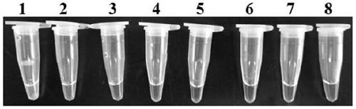 Lamp primer composition and application for detecting tomato infestans