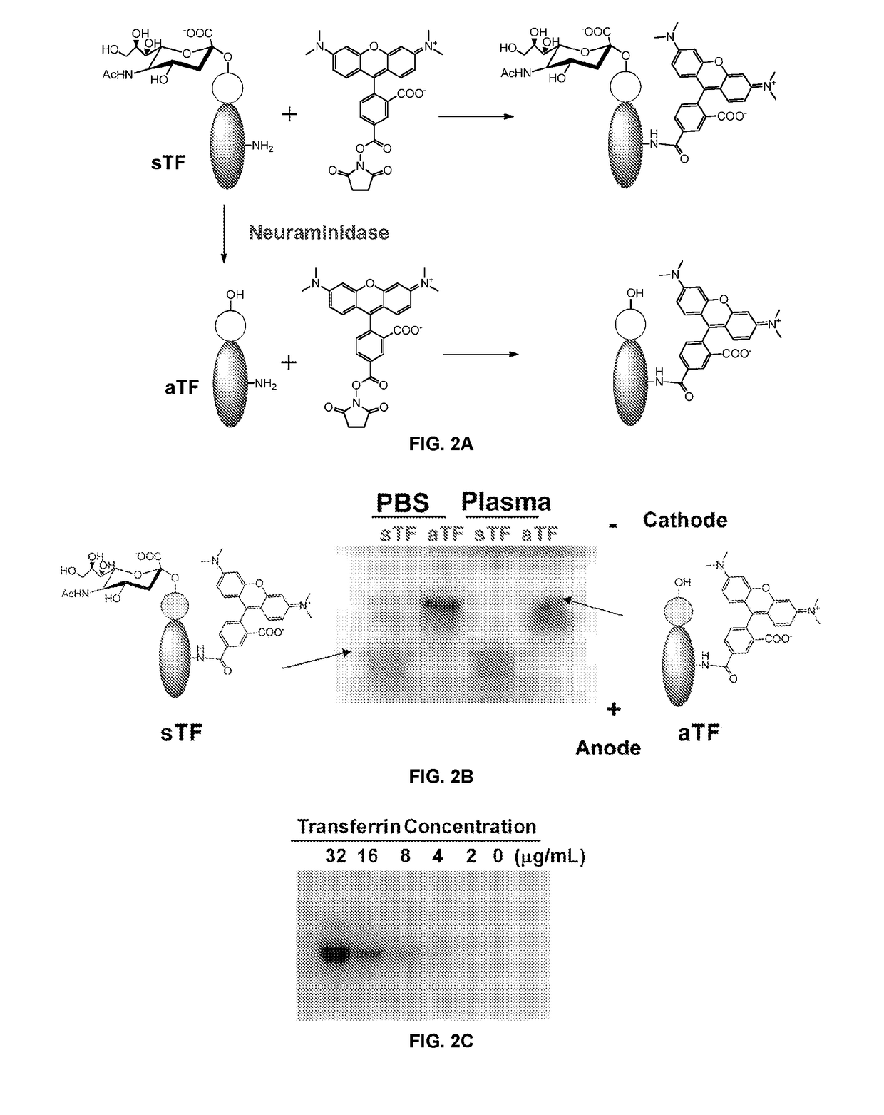 Detection of cerebrospinal fluid