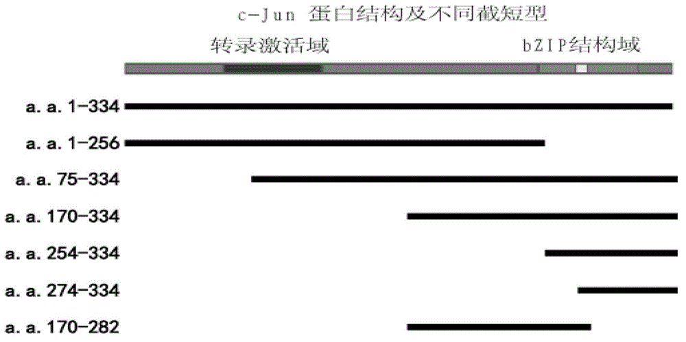 Method of inducing pluripotent stem cells throuhg c-Jun N terminal deletion and applications