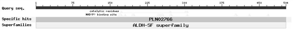 A kind of bdref2 gene that regulates the synthesis and metabolism of plant ferulic acid and its application