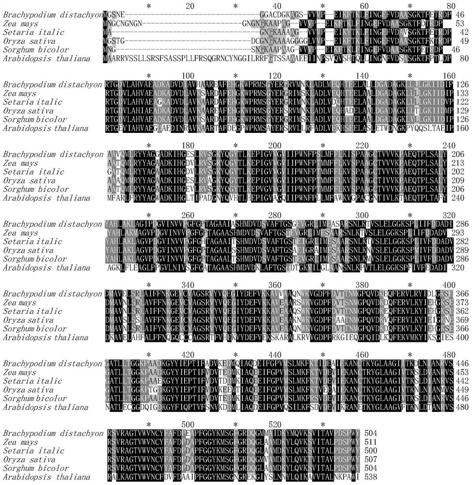 A kind of bdref2 gene that regulates the synthesis and metabolism of plant ferulic acid and its application