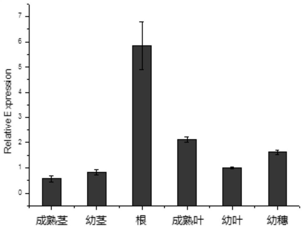 A kind of bdref2 gene that regulates the synthesis and metabolism of plant ferulic acid and its application