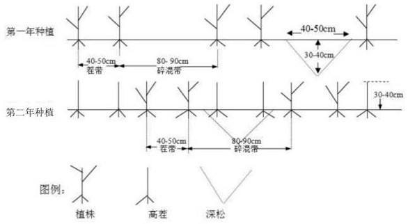 Corn tillage and cultivation method for northeast China