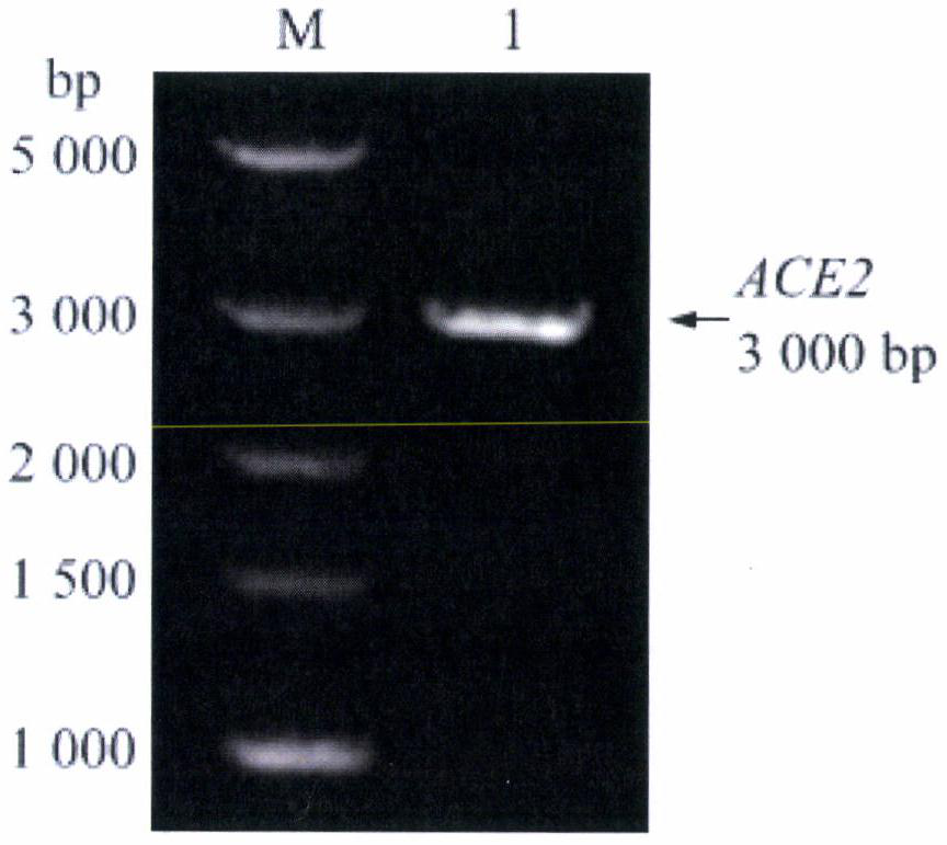 Cloning of goat ACE2 gene and preparation of mouse anti-goat polyclonal antibody