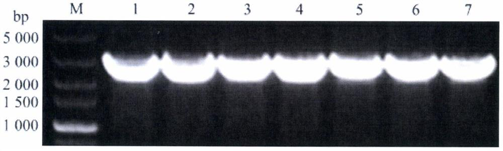 Cloning of goat ACE2 gene and preparation of mouse anti-goat polyclonal antibody