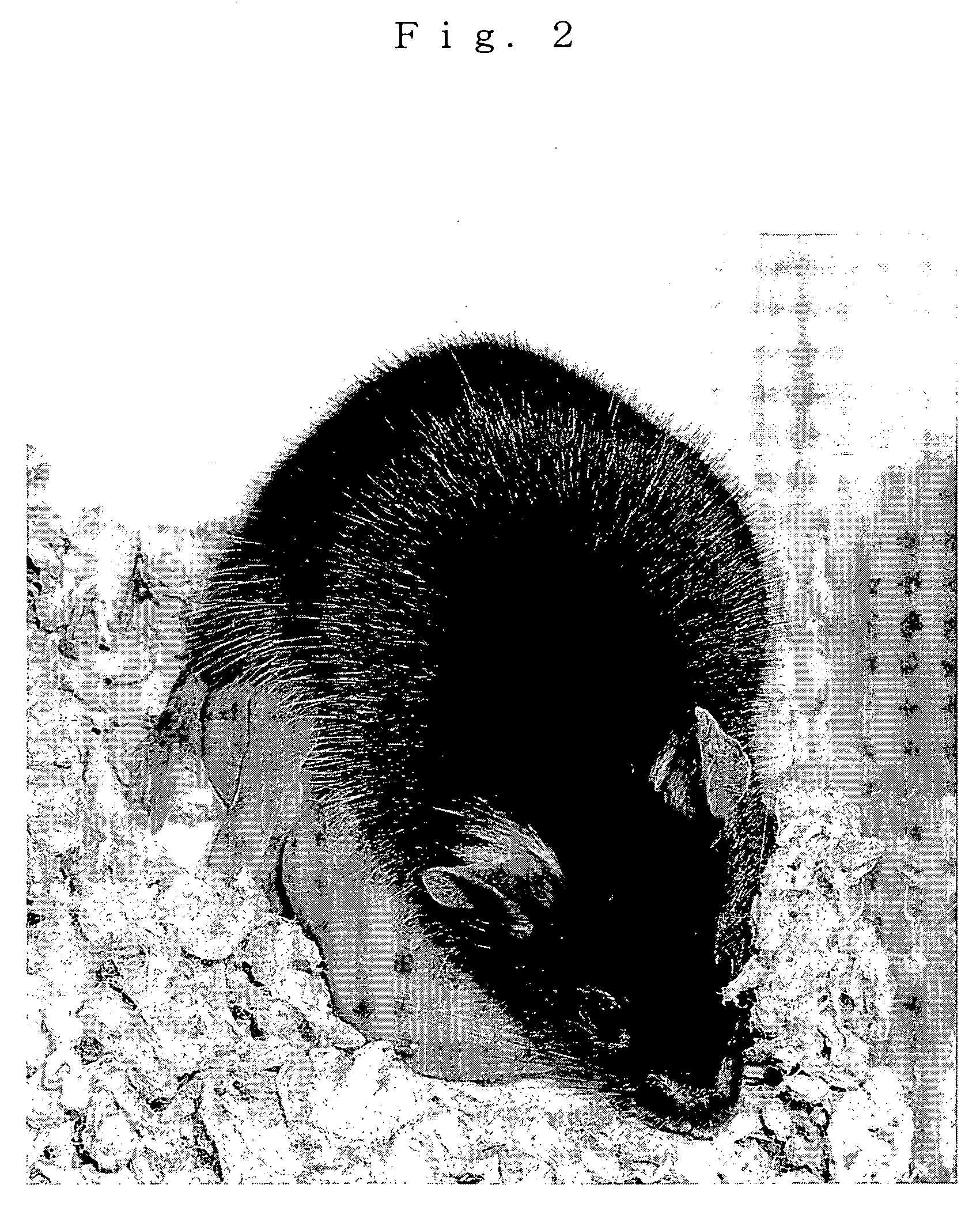 Method of constructing nuclear-transplanted egg parthenogenetic embryo and parthenogenetic mammal