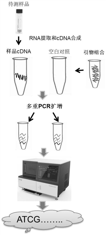 MNP marker site of mumps virus, primer composition, kit and application of MNP marker site