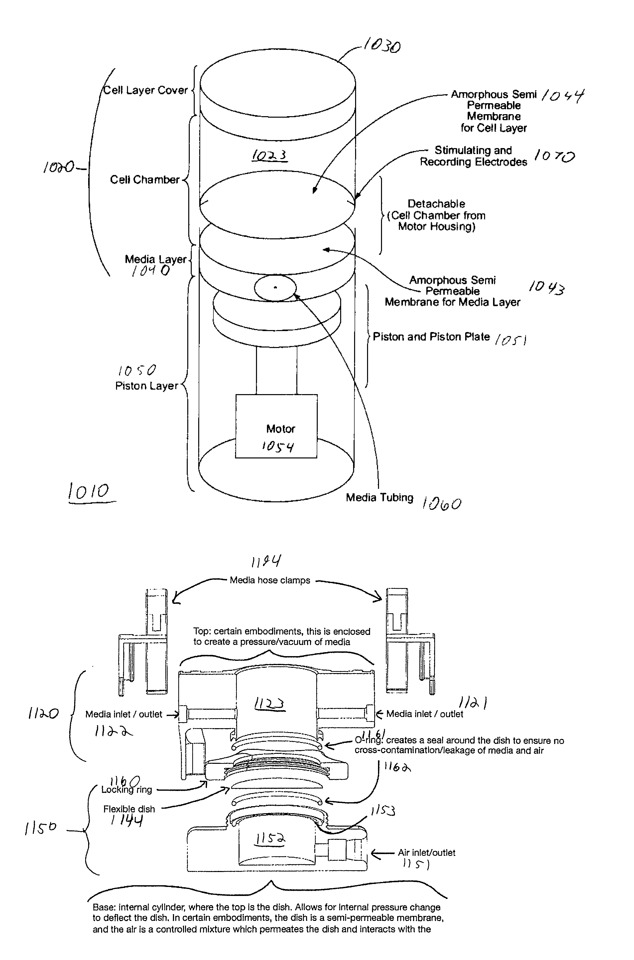 In-vitro bioreactor