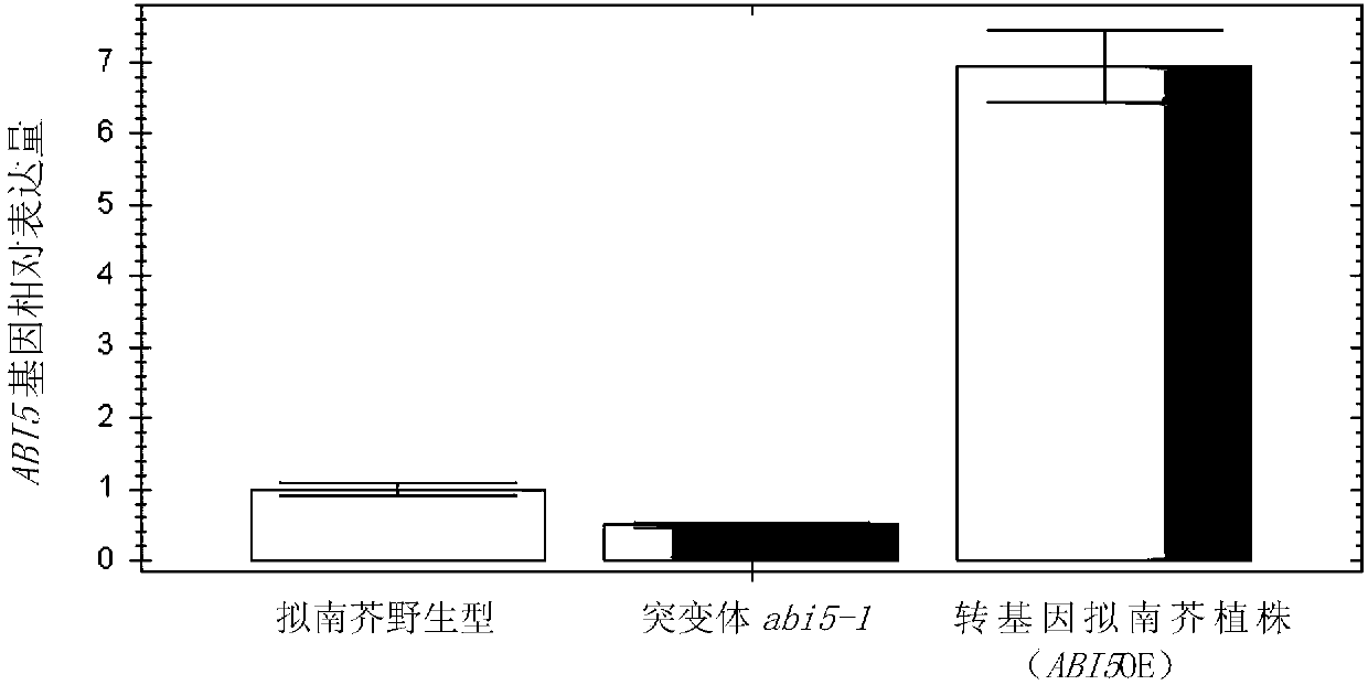 Application of ABI5 protein and coding gene in regulating oxidative stress resistance of plant seeds