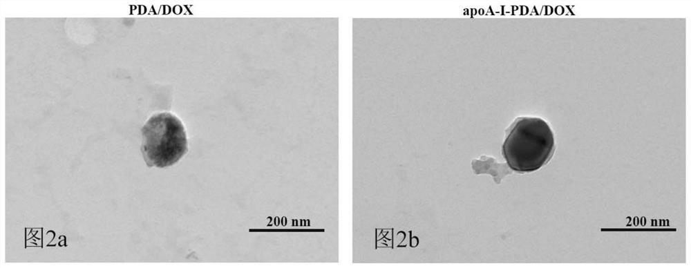 Biomimetic dopamine polymerization drug-loading nanometer transmitting and releasing system and preparation method thereof