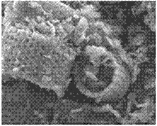 Kieselguhr humidity regulating plate and preparation method thereof