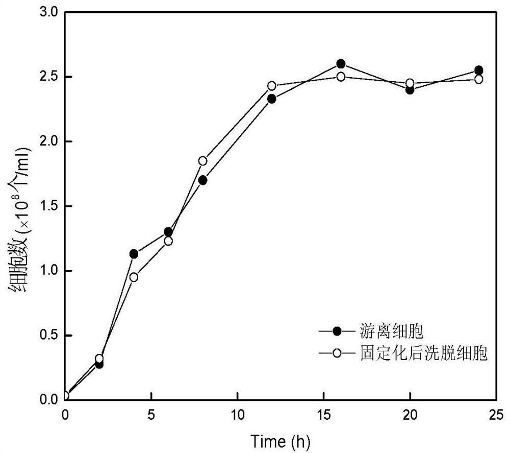 A method for rapidly immobilizing cells on a magnetic fixed bed