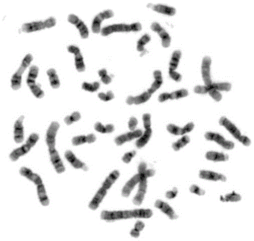 A kind of preparation method of bone marrow chromosome g-band