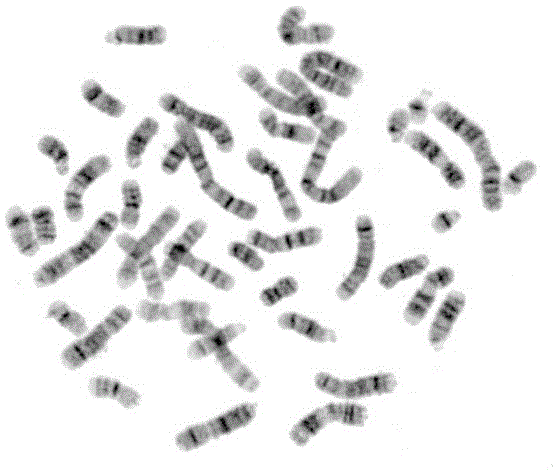 A kind of preparation method of bone marrow chromosome g-band