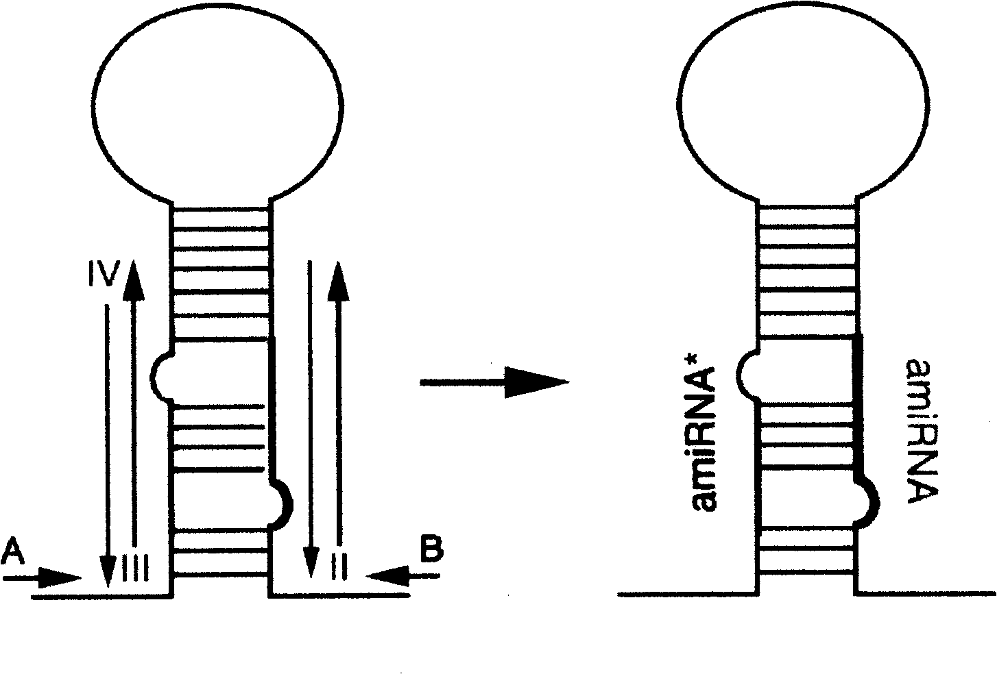 Quick efficient plant manpower fine RNA expression vector construction method