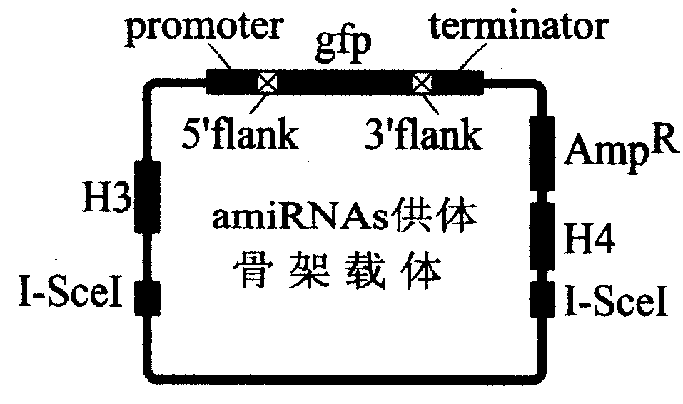 Quick efficient plant manpower fine RNA expression vector construction method