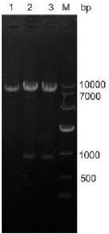 A kind of recombinant Corynebacterium glutamicum expressing vgb gene and application thereof