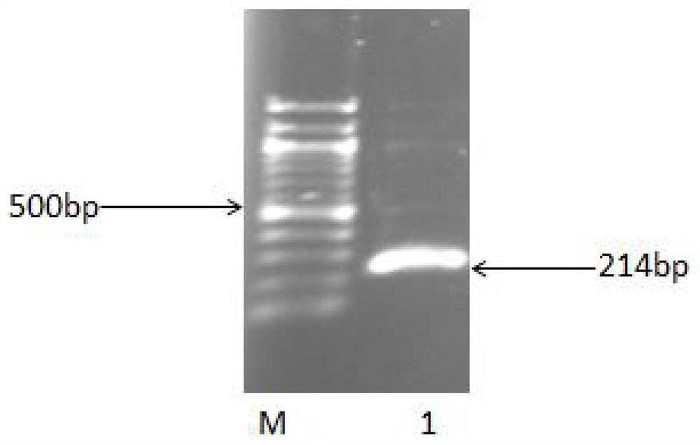 A kind of recombinant vector and its construction method and application