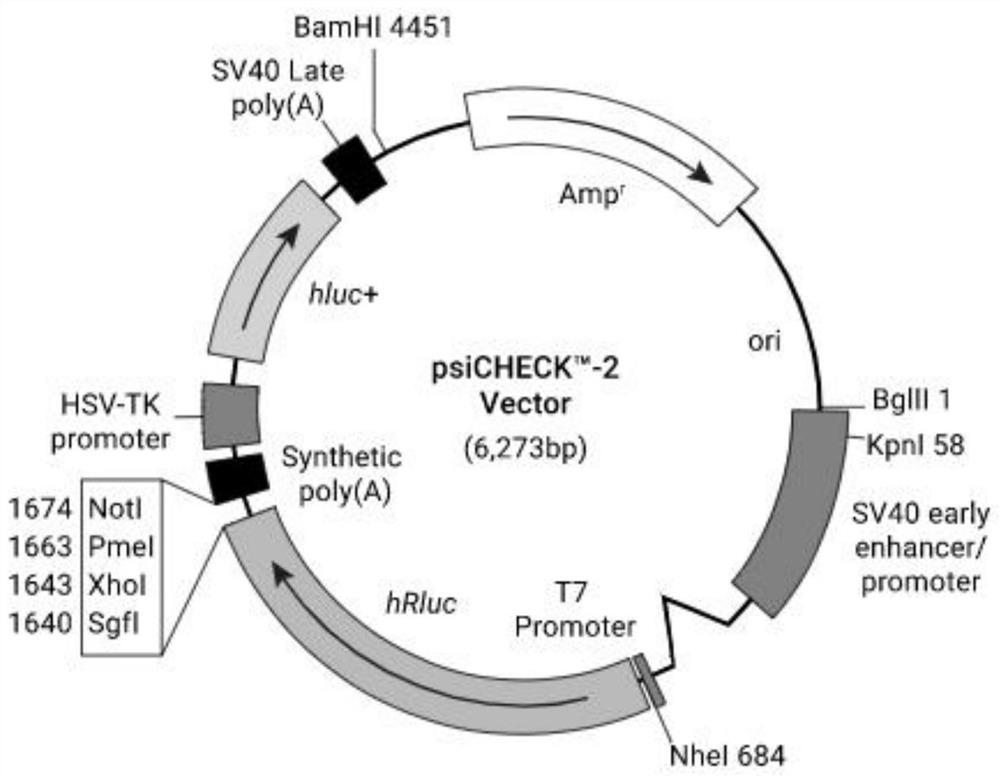 A kind of recombinant vector and its construction method and application