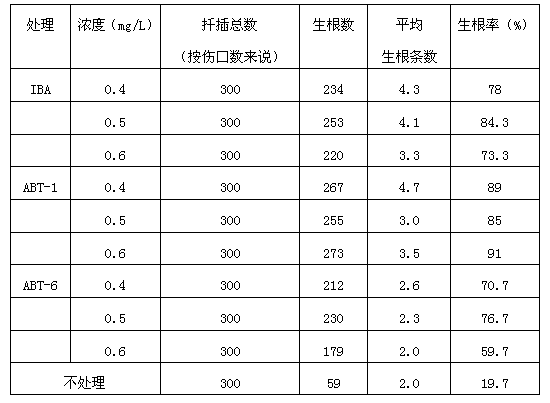 Method for carrying out rapid cuttage propagation on plantlets of prunus pseudocerasus