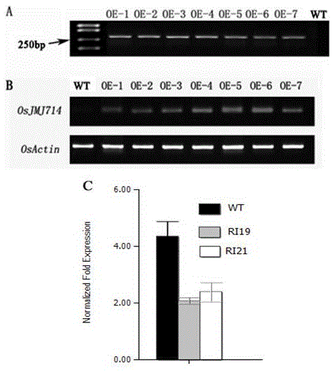 OsJMJ714 functions of influence on rice grain size and tolerance to salt stress and application of OsJMJ714