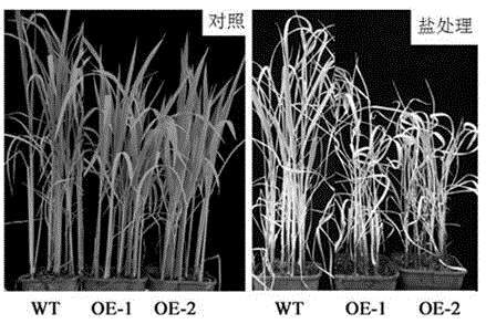 OsJMJ714 functions of influence on rice grain size and tolerance to salt stress and application of OsJMJ714