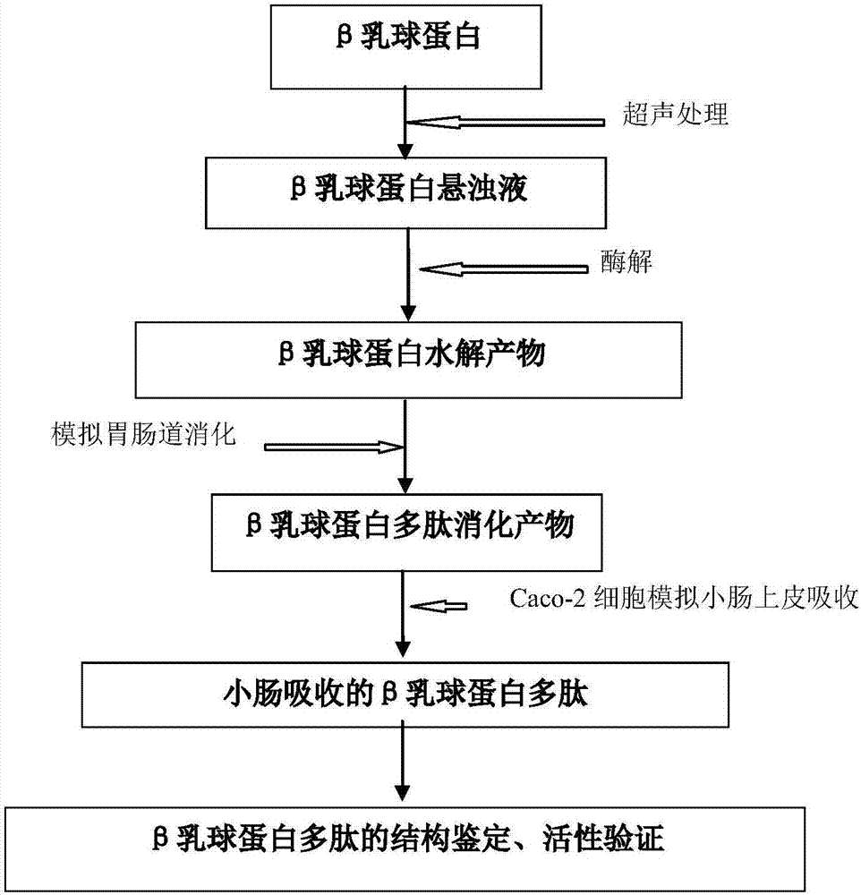 Ultrasonic sound assistant method for simulated digestion of lactoglobulin active peptides and functional food applications