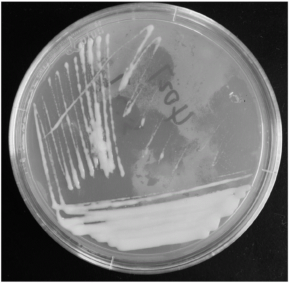 Rhizobium and application thereof