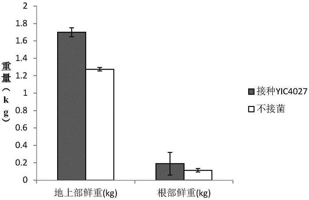 Rhizobium and application thereof