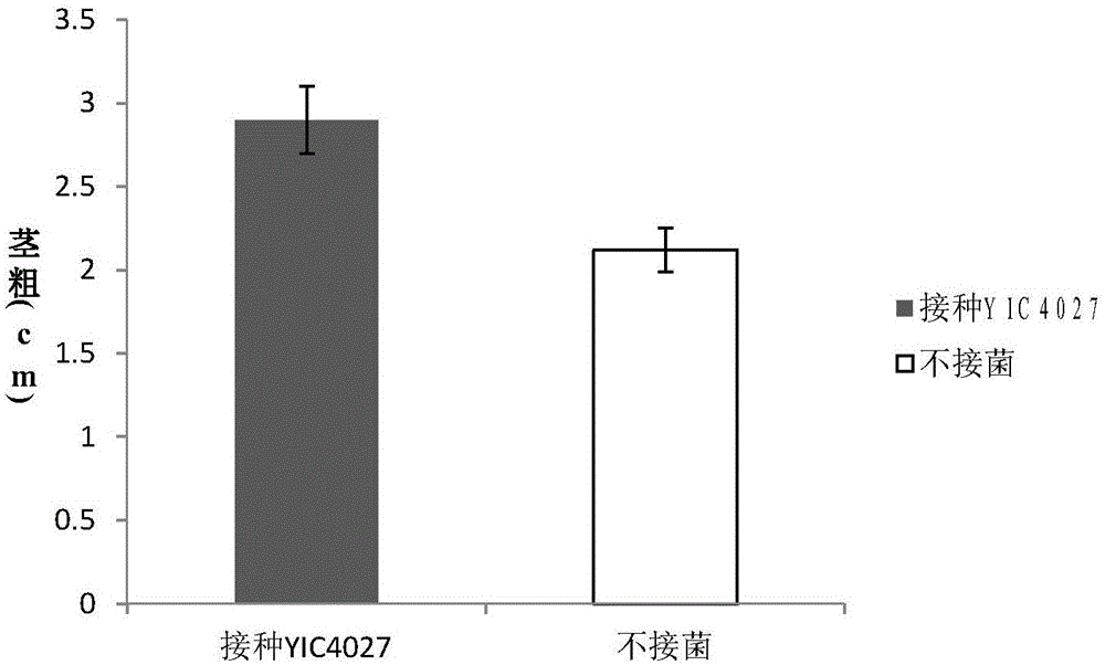 Rhizobium and application thereof