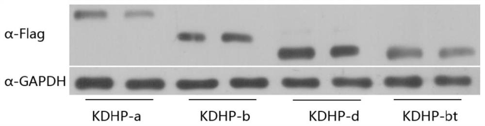 Circular RNA knockdown method and application thereof