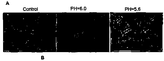 Research method for promoting lymphoblast without tumorigenicity to be dedifferentiated in lactic acid/acid environment so as to obtain tumorigenicity