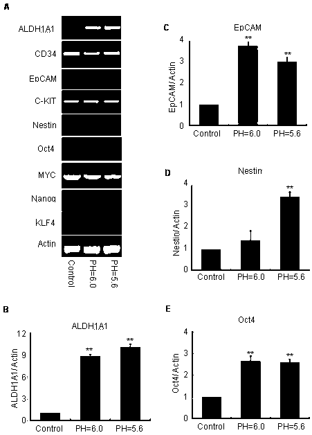 Research method for promoting lymphoblast without tumorigenicity to be dedifferentiated in lactic acid/acid environment so as to obtain tumorigenicity