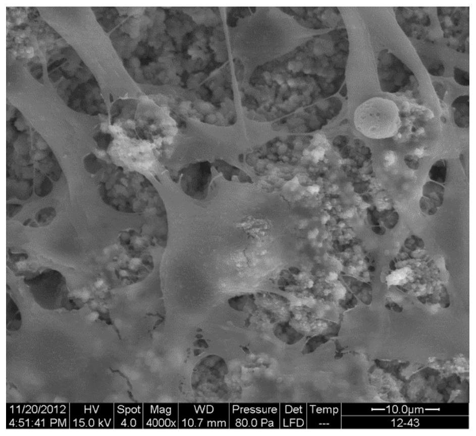 Preparation method of zirconium oxide implant biological coating and zirconium oxide implant