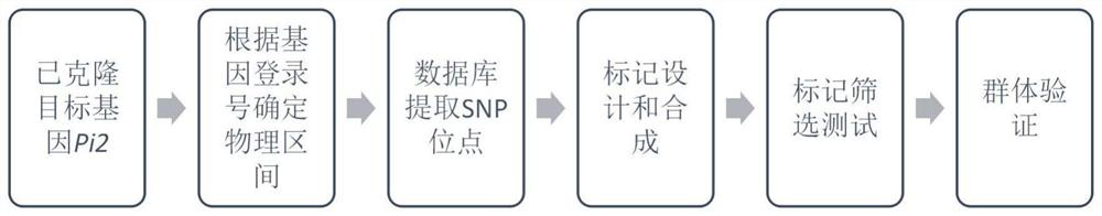 Development and Application of SNP Marker of Rice Blast Resistance Gene pi2