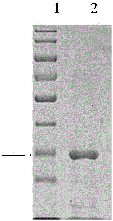 Preparation method of standard product for recombinant ovine interferon Tau biological activity detection